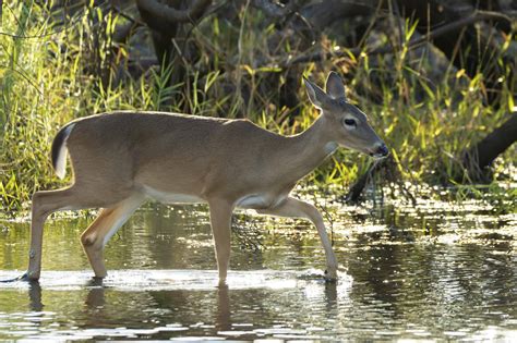 Top 21 Animals Of Everglades National Park - Animals Around The Globe