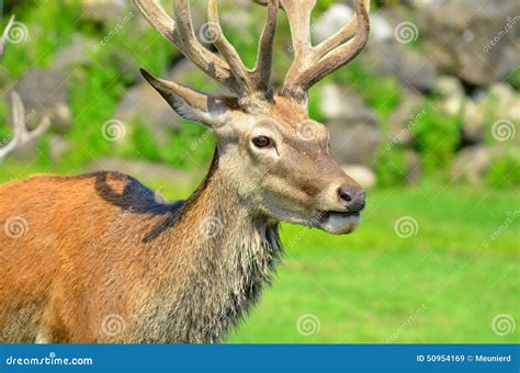 Pere David s deer stock image. Image of david, dots, geweih - 50954169