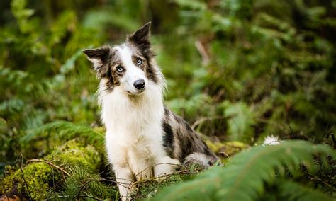 Best Dog Breeds For Small Children at Eden Mandalis blog