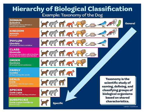 Buy Biology - Hierarchy of Biological Classification - Taxonomy Chart ...