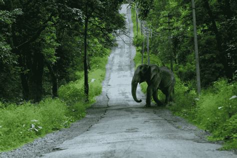 Nagarhole National Park Safari: Tips for an Unforgettable Experience ...