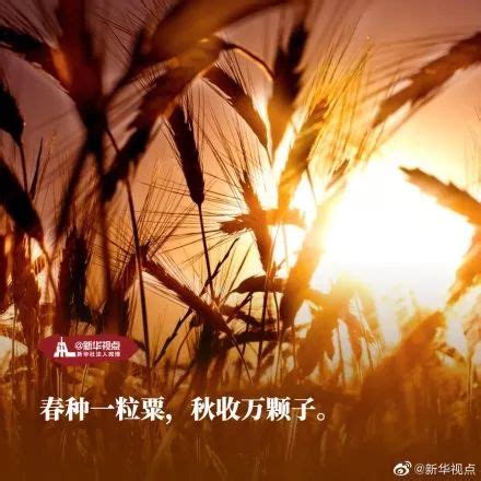 农经资讯 天津178万亩小麦 预计亩均单产可达407.3公斤