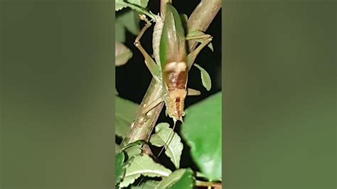 Locus Bug Sound 的图像结果