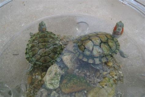 梦见乌龟在水里游-宝宝起名网