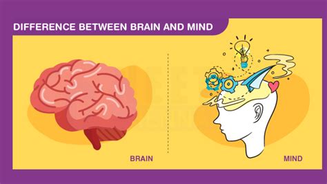 Image result for Orbit Shell