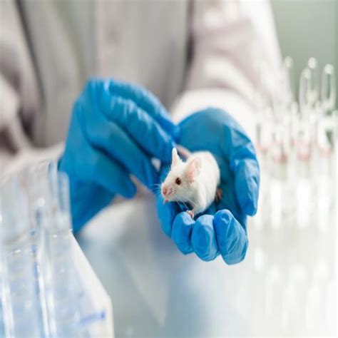 Sub Chronic Toxicity Service in Ghaziabad India