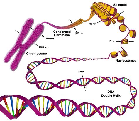 Draw A Single Chromosome As It Appears In Model 1 - Drawing Tips Guide