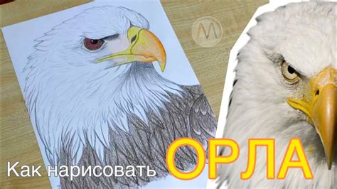 Как нарисовать ОРЛА поэтапно / Рисуем орла / как нарисовать голову орла ...