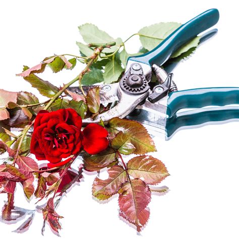 The Best Garden Pruners: Which Shears Should You Get? - Crafting Her Blooms