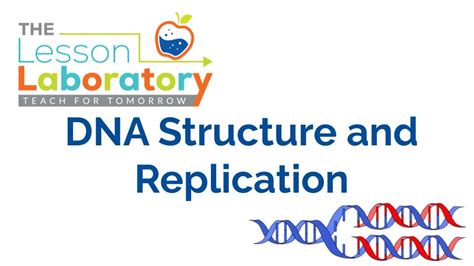 DNA Structure and Replication 的图像结果