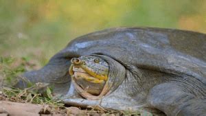 Burmese Peacock Softshell Turtles – GKToday