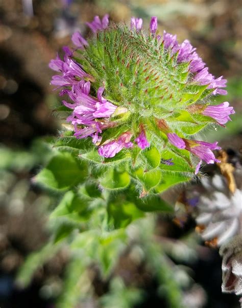 Epilobium densiflorum – The Watershed Nursery