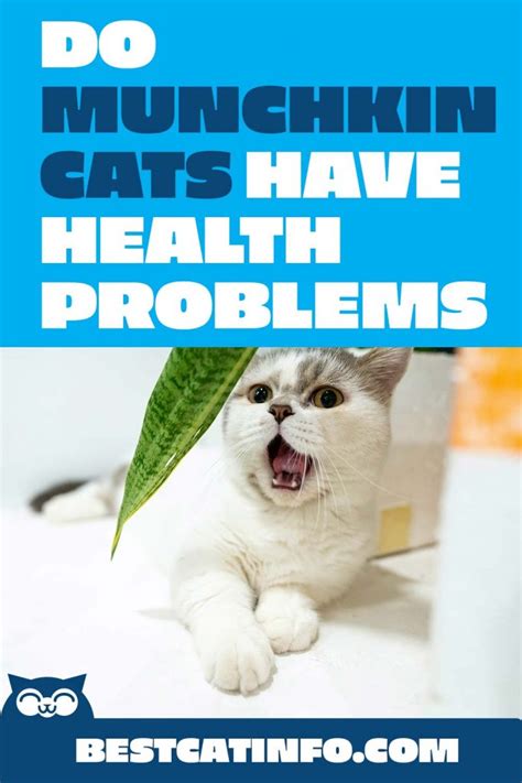 munchkin cat health problems reddit