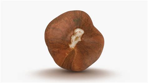 Image result for Hazelnut in Shell
