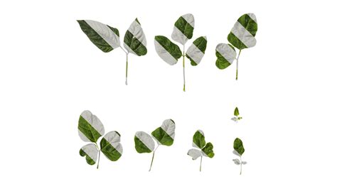 Anydrafts Vigna Radiata Leaf 02 Textures 3D Model - TurboSquid 2350437