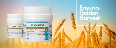 Dividend seed applied fungicide | Syngenta