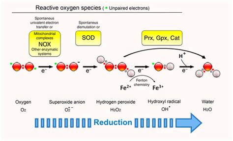 The Plasma Membrane: A Platform for Intra- and Intercellular Redox ...