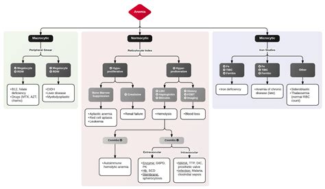 Lab Workup For Hemolytic Anemia at Tina Kemp blog