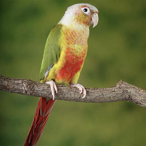 Pineapple Green Cheek Conure