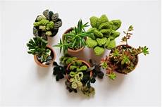 plante grasse feutrinelope plantes grasses au crochet et petites nouvelles plante grasse feutrinelope plantes grasses au crochet et petites nouvelles