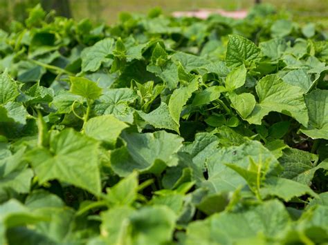Napar z liści laurowych i sody - naturalne wsparcie dla ogórków ...