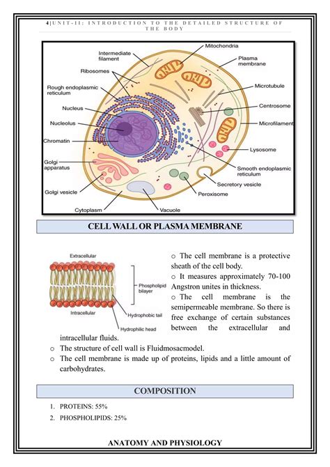 Human Body Cell Structure 的图像结果
