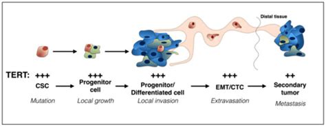 Cancers | Special Issue : The Role of Telomeres and Telomerase in Cancer