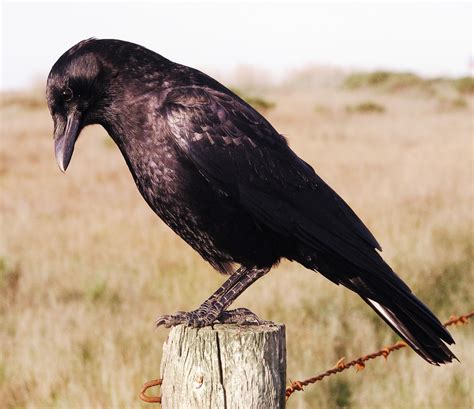 BARRY the BIRDER: Do crows migrate?