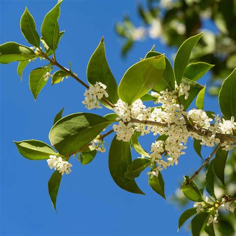 Fragrant Tea Olive Tree for Sale - Enhance Your Garden with Aromatic ...