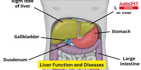 Image result for Liver Organ Function