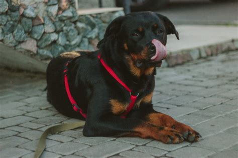 The Rottweiler Golden Retriever Mix - Labrottie.com