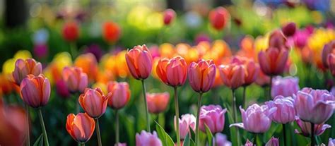 Spring Box Water Development 的图像结果