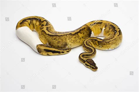 Image result for Royal Python Female