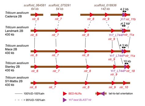 Comparative Genomics and Functional Studies of Wheat BED-NLR Loci