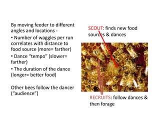 Image result for Bee Dance Language