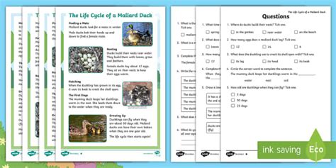 Year 2 Life Cycle of a Duck Non-Fiction Reading Comprehension