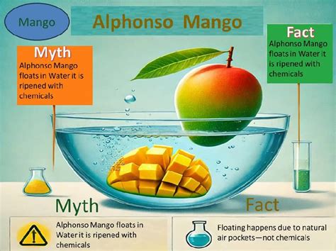 Alphonso Mango Myths vs. Facts: Setting the Record Straight ...