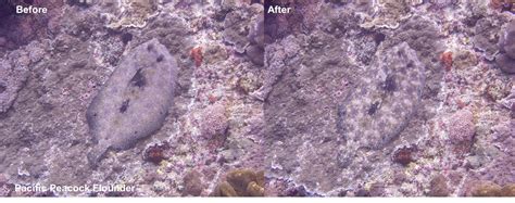 Image result for Colour Sort Fish