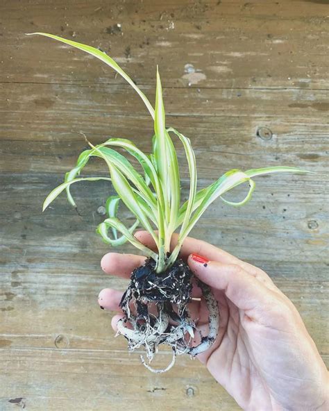 Airplane Plant Care 101: How To Care For Spider Plants