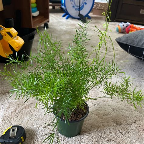 Image result for Using Ming Fern to Replicate Tree Trees