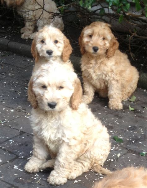 Image result for Cockapoo Chien