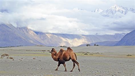 Hotels in Hundar from ₹ 5,727 - Find Cheap Hotels with momondo