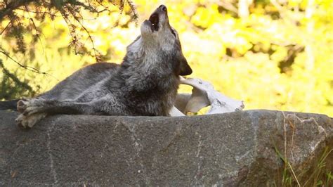 Image result for 51 Wolves Howling