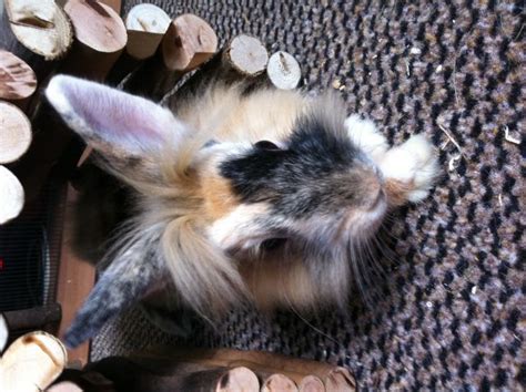 Hasen Kaninchen Kleinanzeigen | Hasen Kaninchen Annoncen | Hasen ...