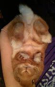 Image result for Bunny Belly Anamatition