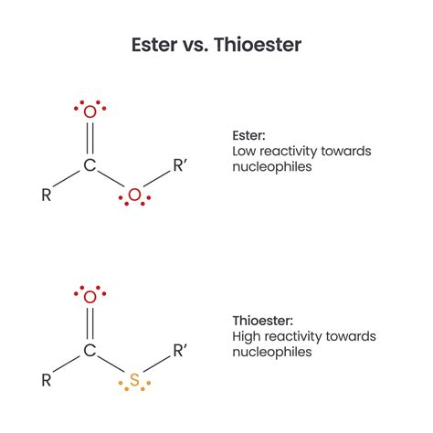 Premium Vector | Ester versus thioester biochemistry functional groups ...