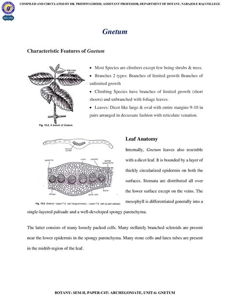 Gnetum pdf detailed - Gnetum Characteristic Features of Gnetum Most ...