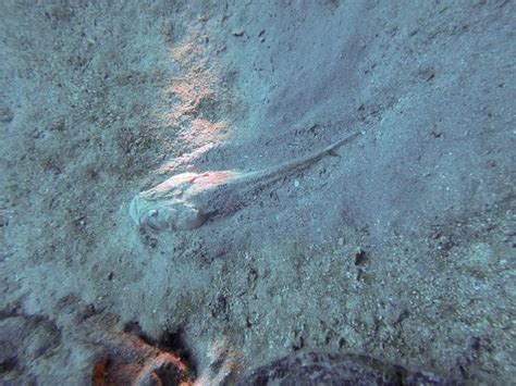 GO DIVE TENERIFE (Golf del Sur) - What to Know Before You Go