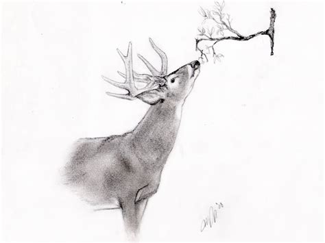 Image result for Buck Drawing Tutorial