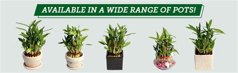 Nurturing Green® 2-Layer Lucky Bamboo Plant in Glass Pot (4 Inch ...